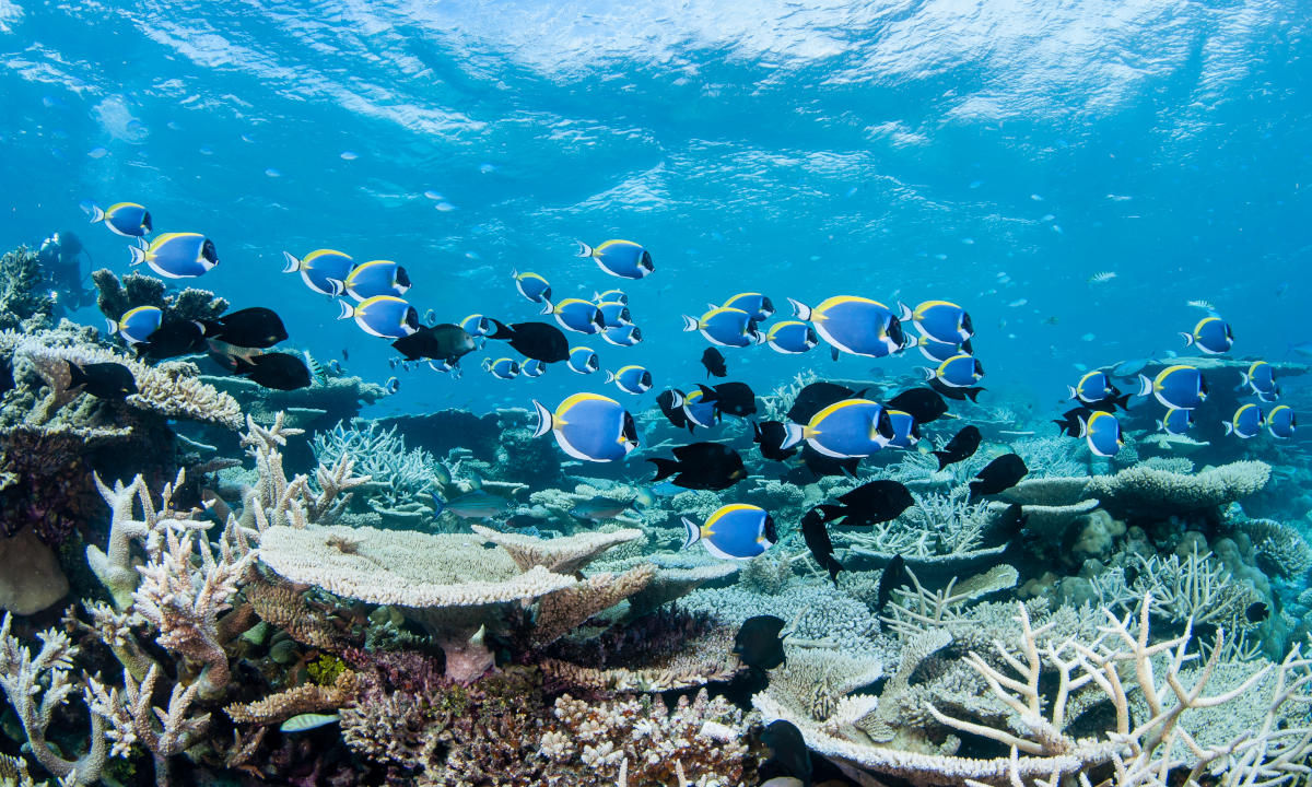 Diving in the Maldives