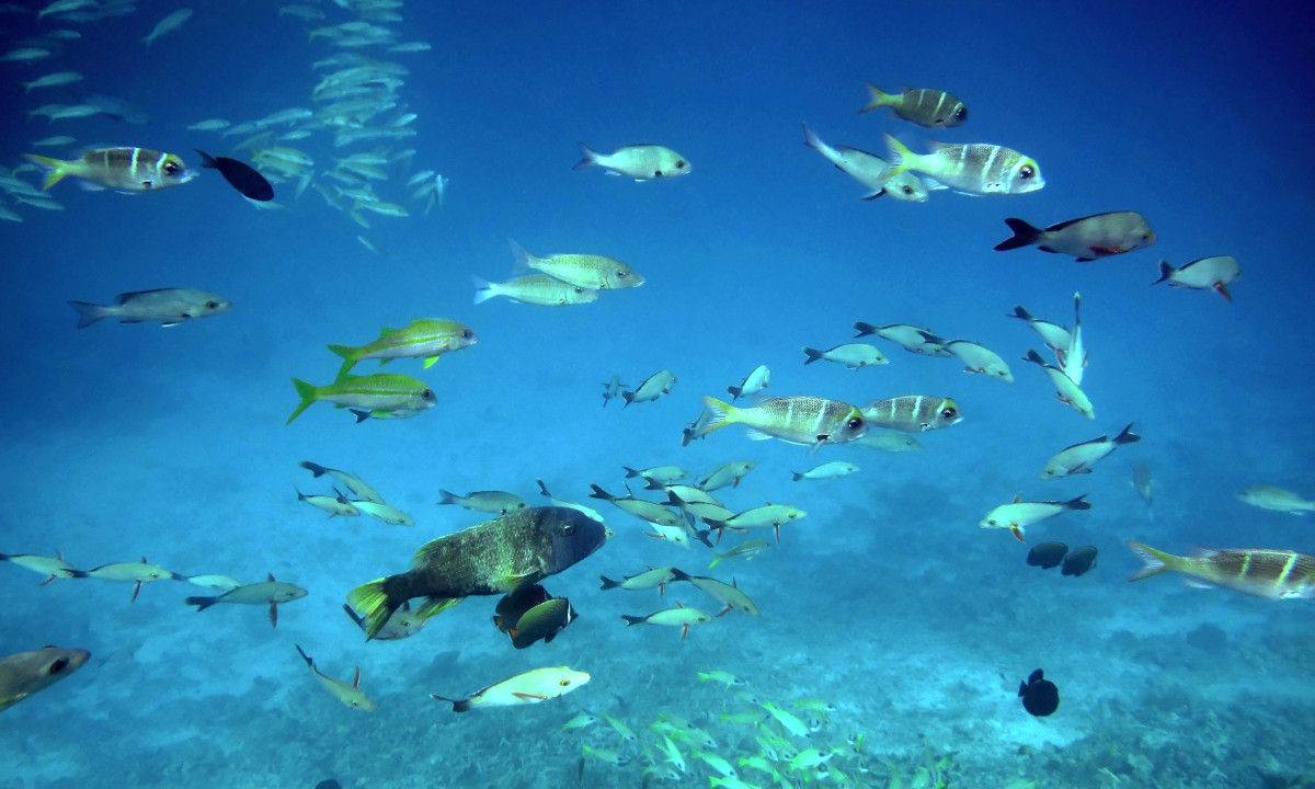 Diving Kuredu Caves