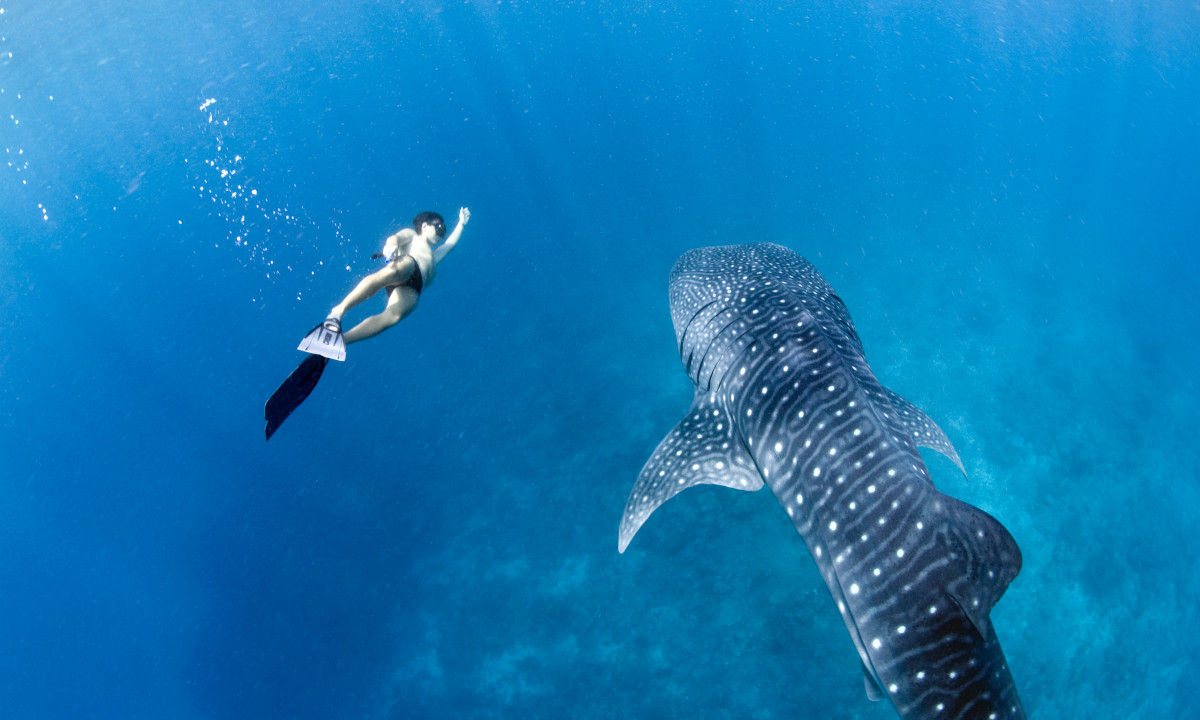 Diving in the Maldives