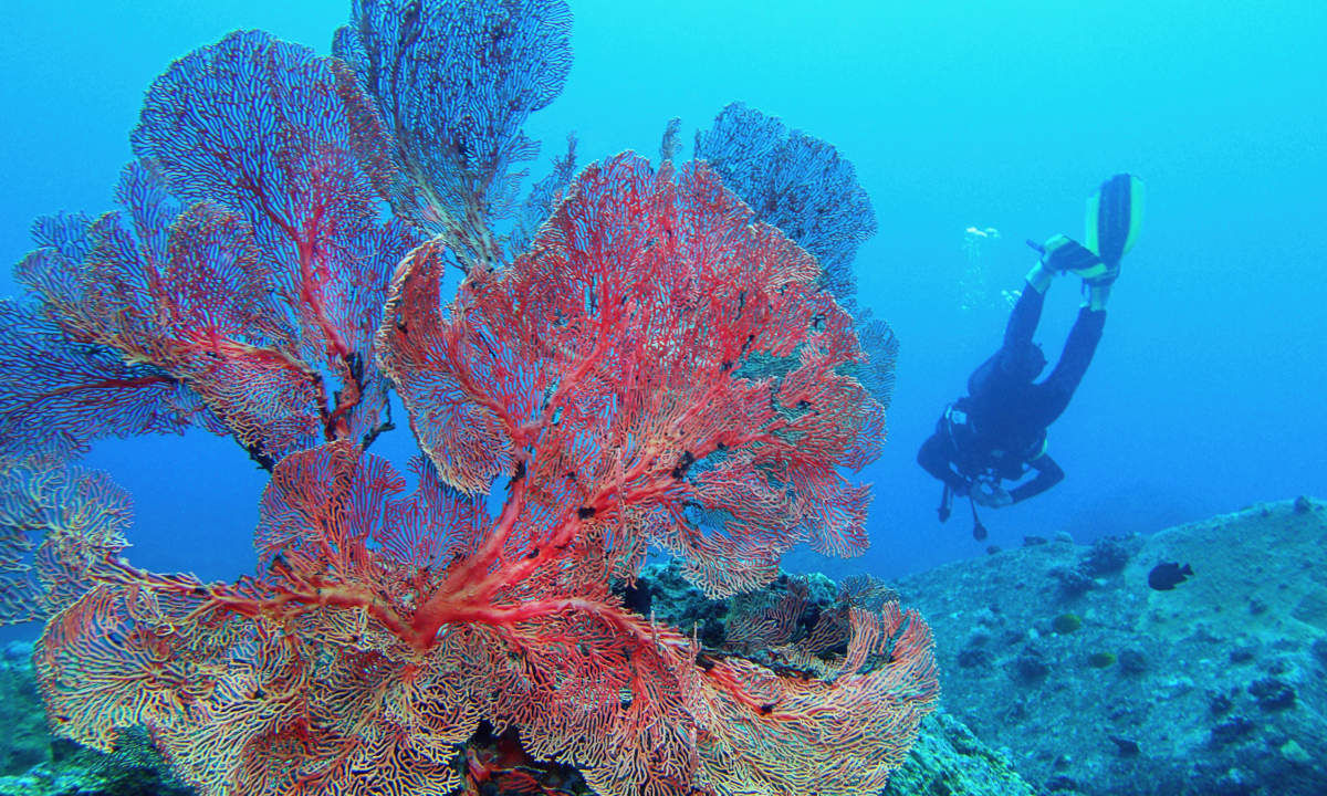 Diving in Mauritius