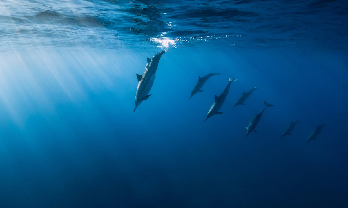 Diving in Mauritius