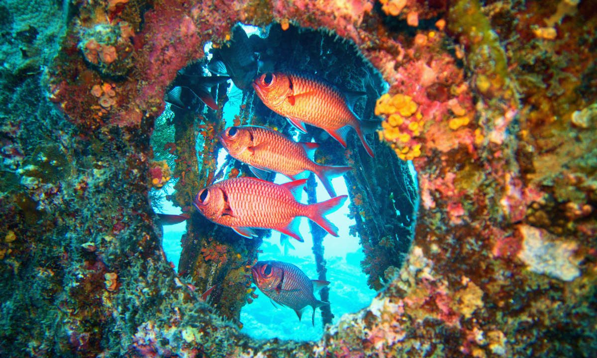 Plongée à l’île Maurice