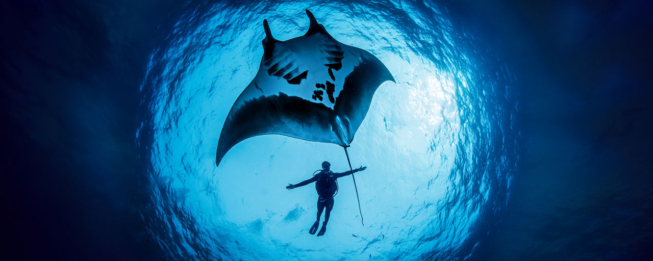 Taucher mit einem Mantarochen auf Mauritius