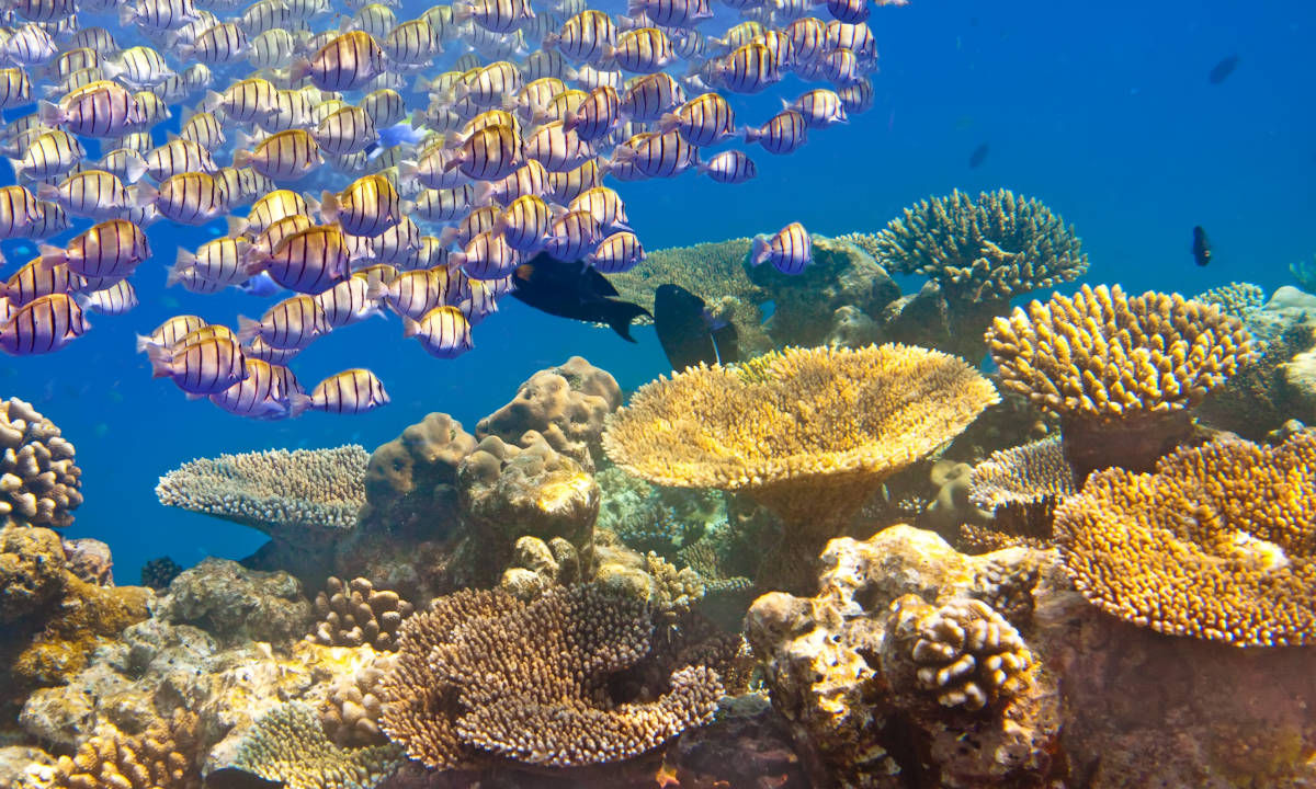 Plongée dans le nord de l’île Maurice