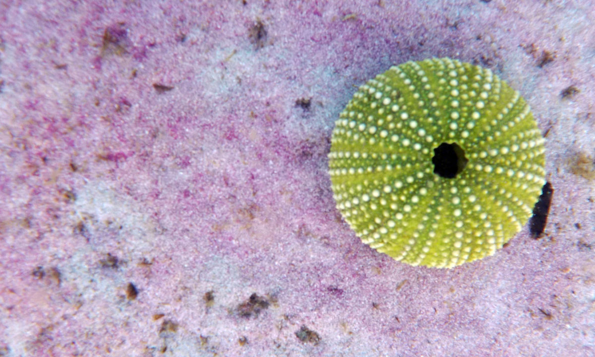 Diving in Sardinia