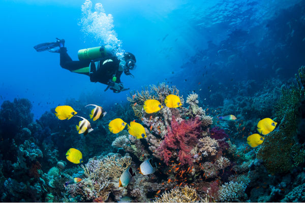 Diving Seychelles