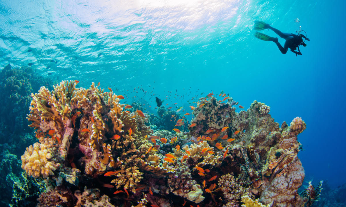 Diving in the Seychelles