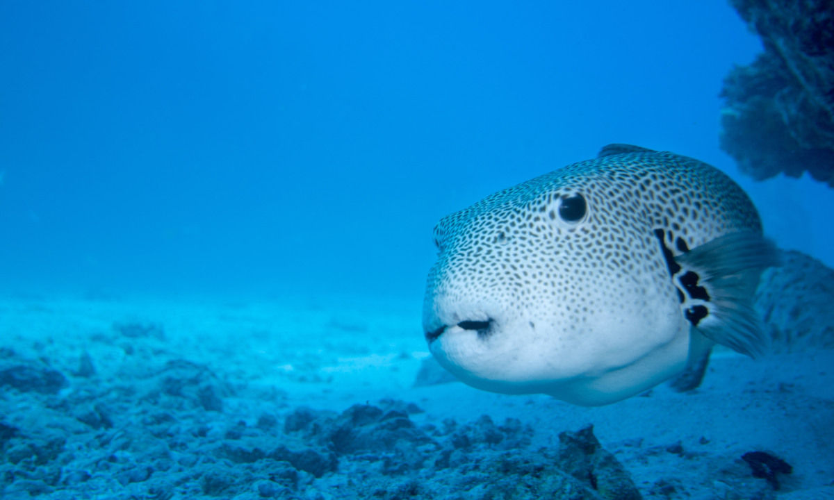 Diving in the Seychelles