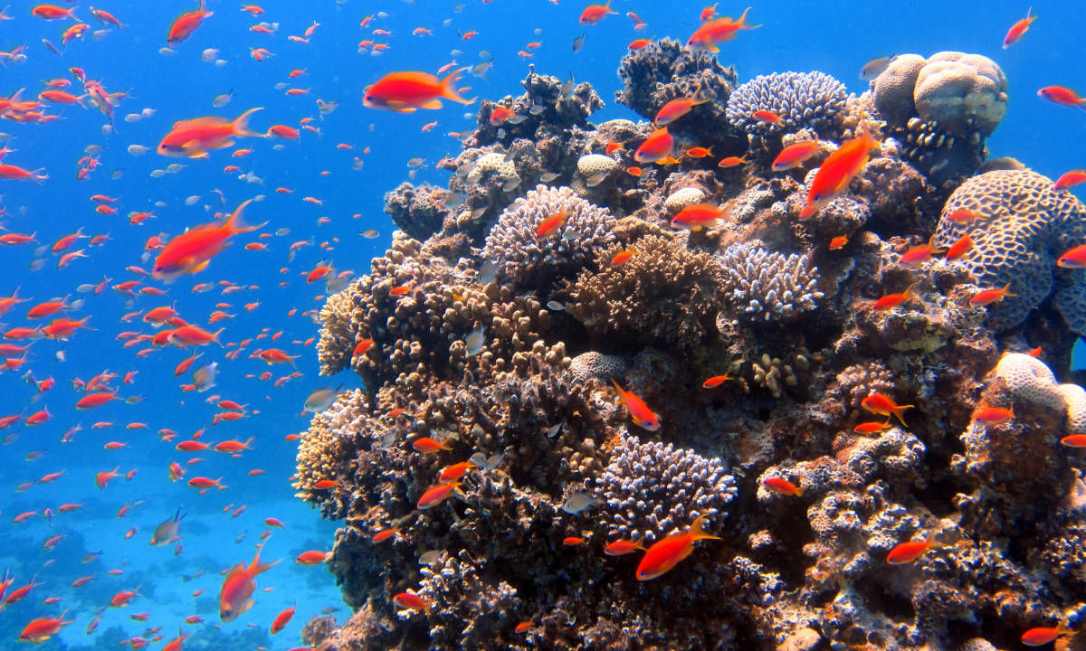 Diving in the Seychelles