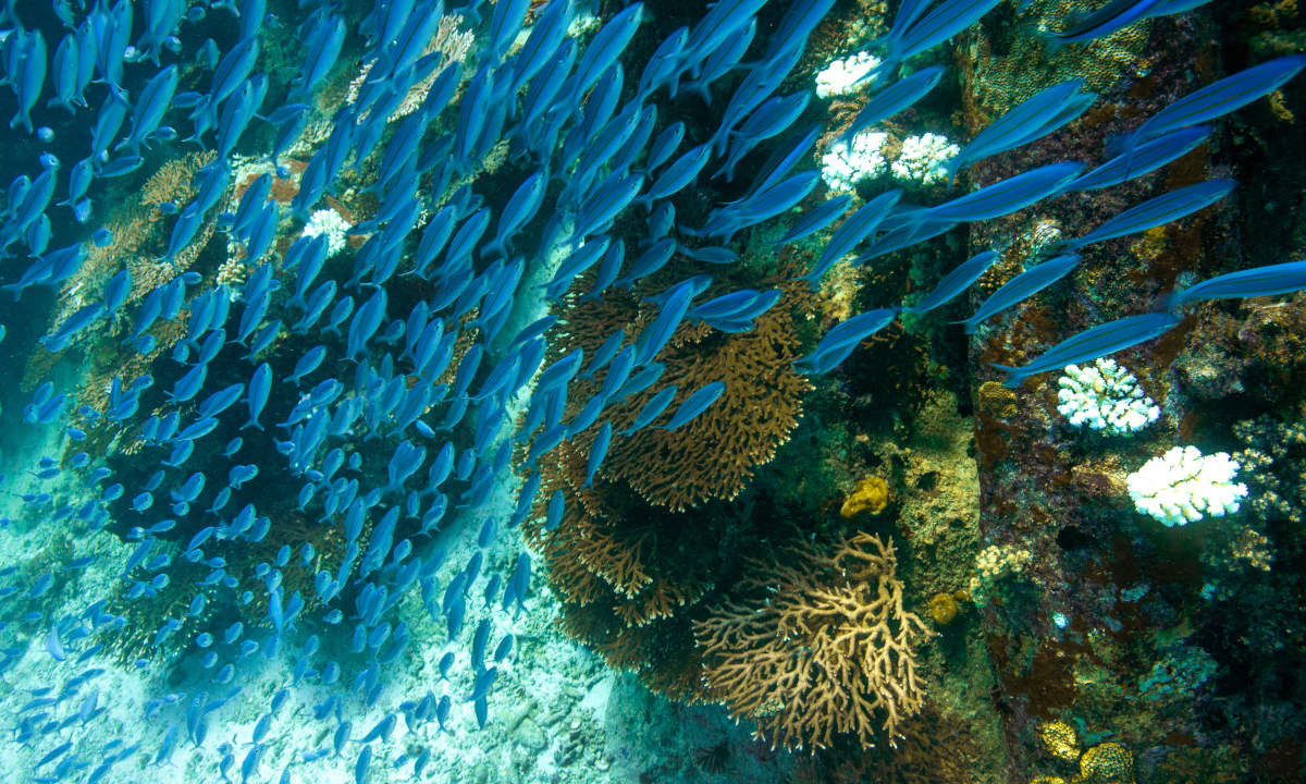 Diving Praslin