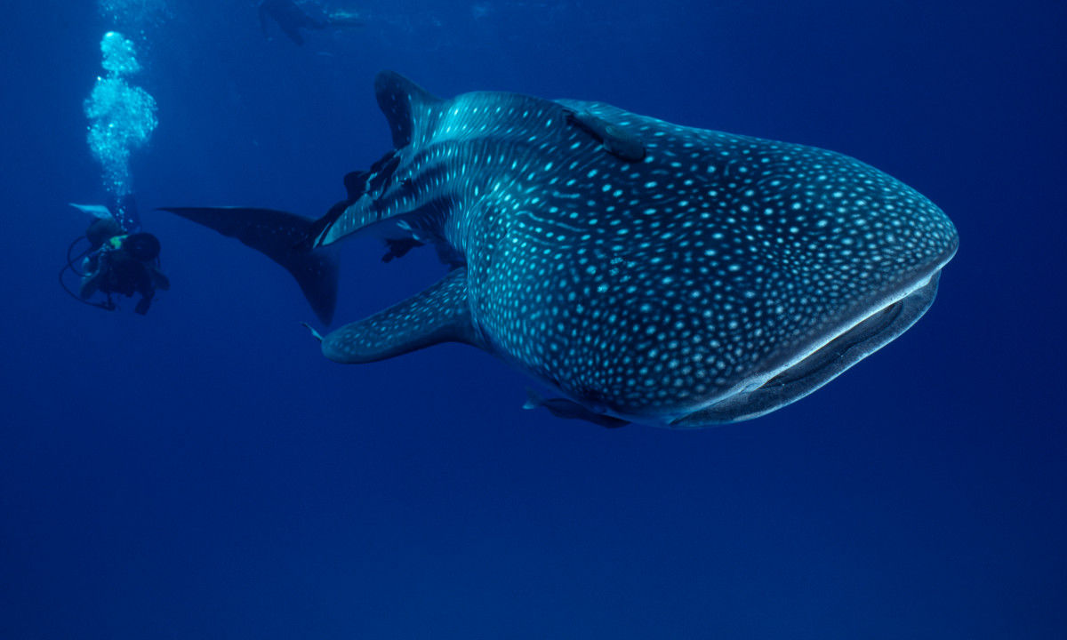 Requins-baleines aux Seychelles