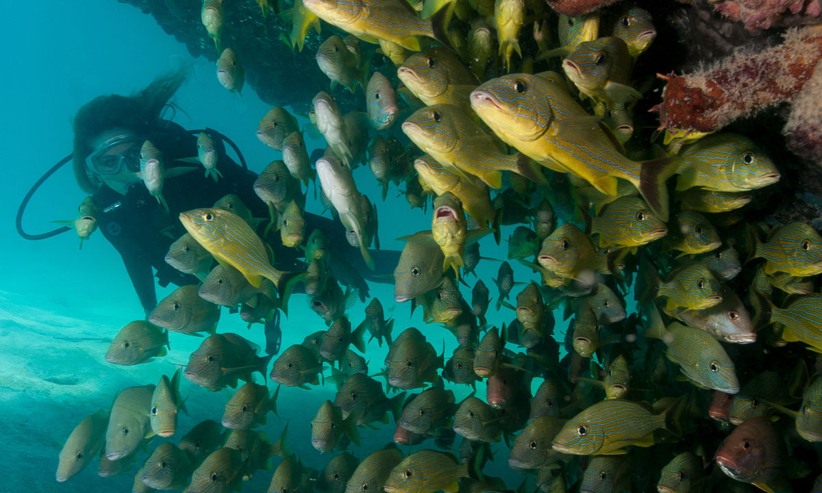 Wreck diving