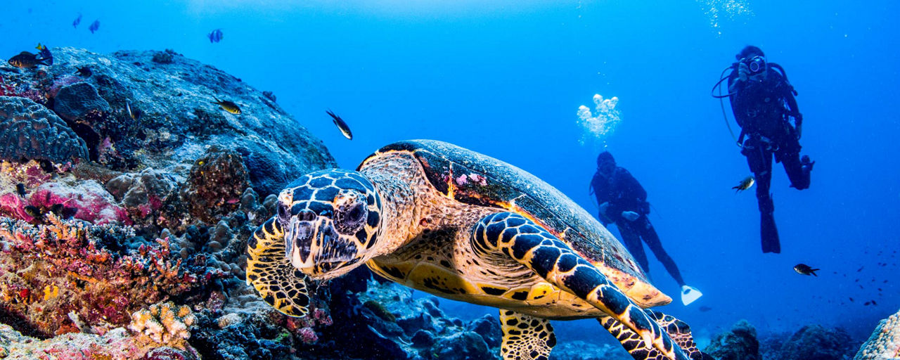 Plongée sous-marine