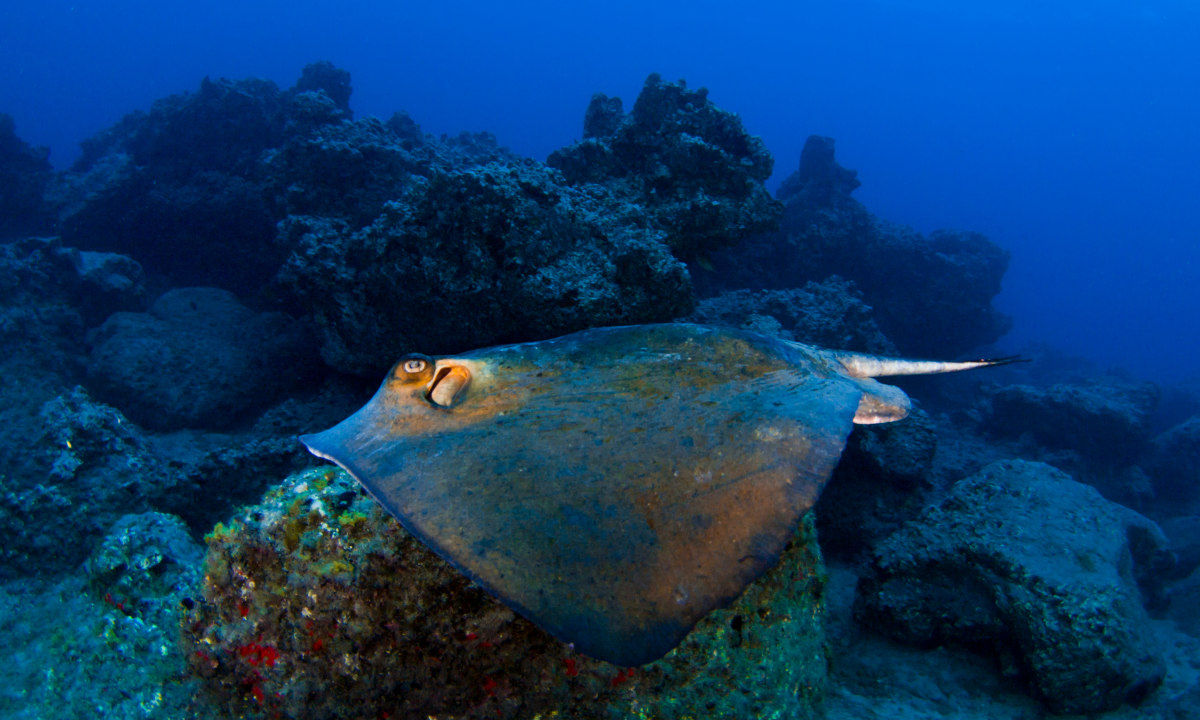 Tenerife wreck diving