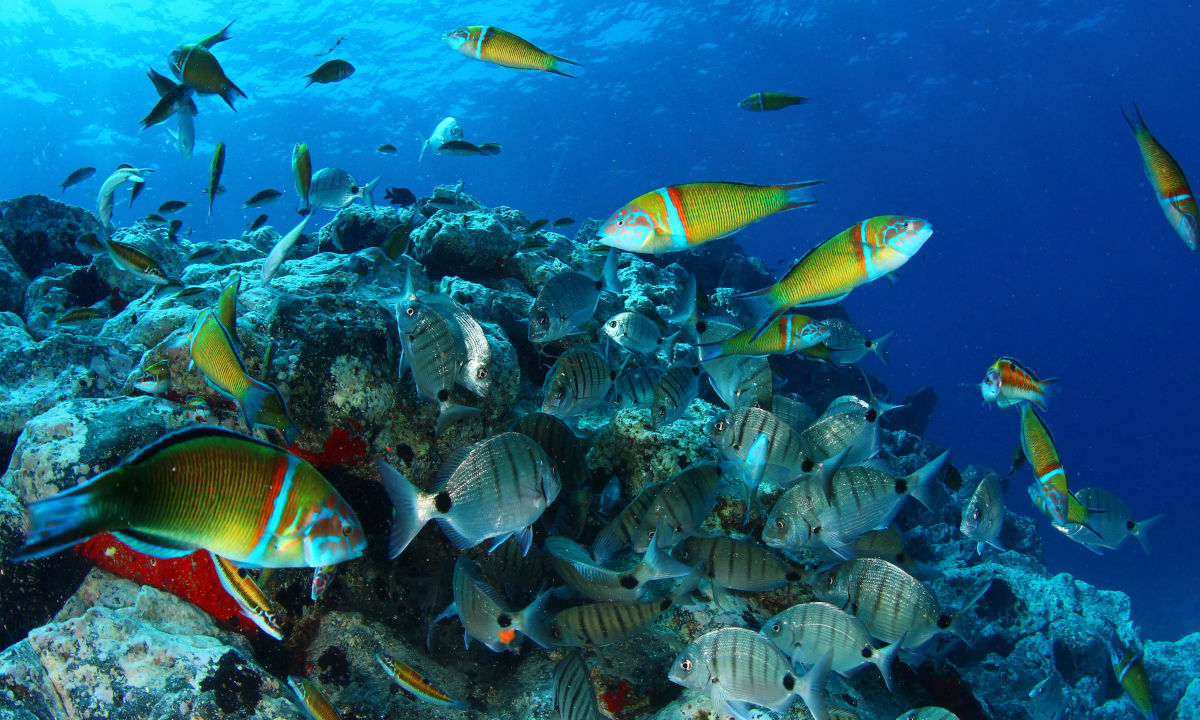 Diving in Tenerife