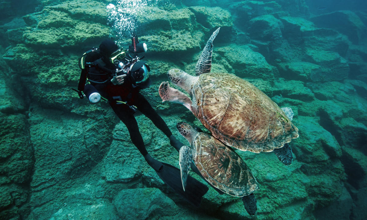 Diving in Tenerife