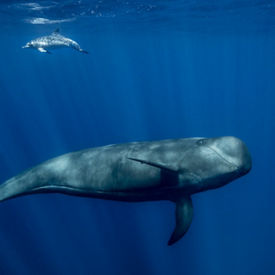 Tenerife whales diving