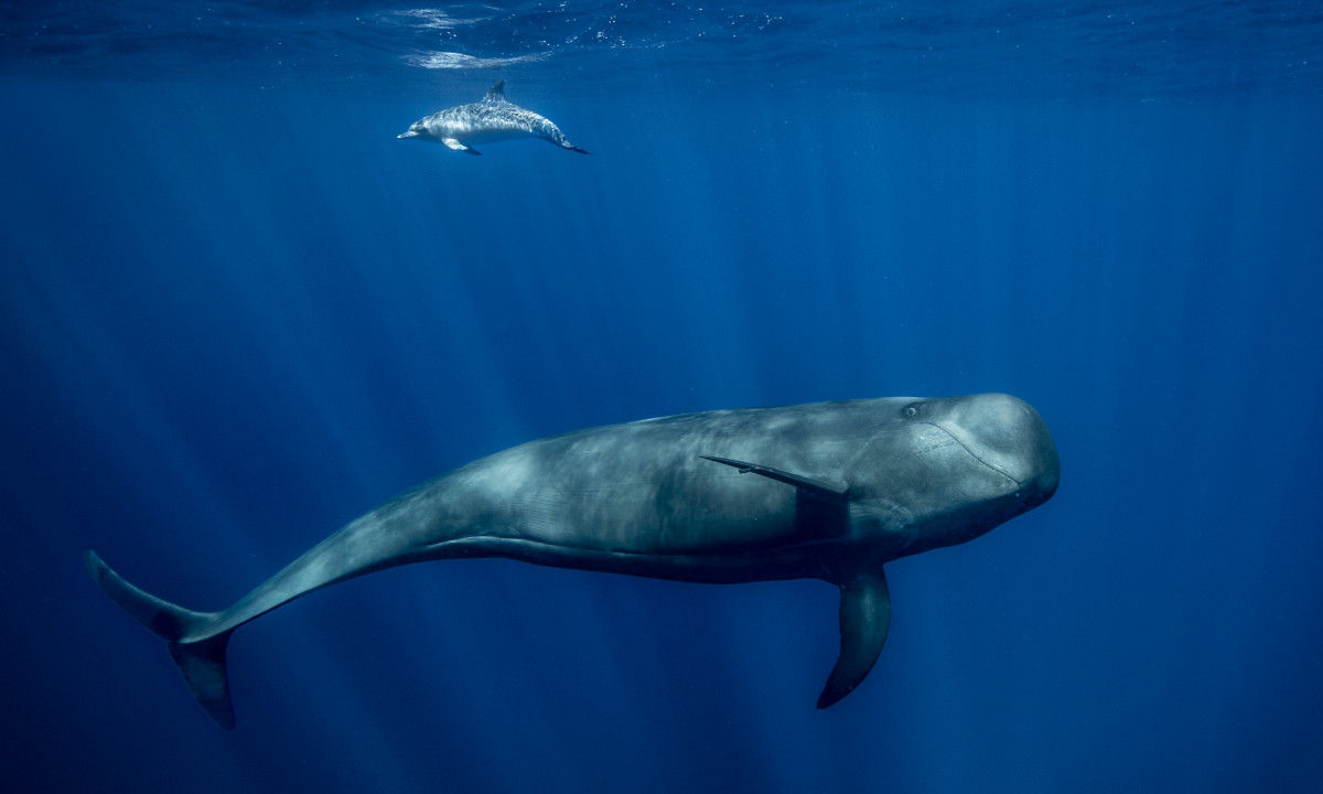 Nager avec les baleines à Tenerife