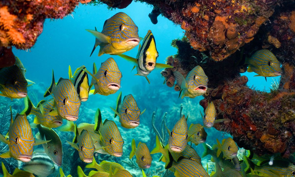 A school of fish in the depths of the Atlantic.