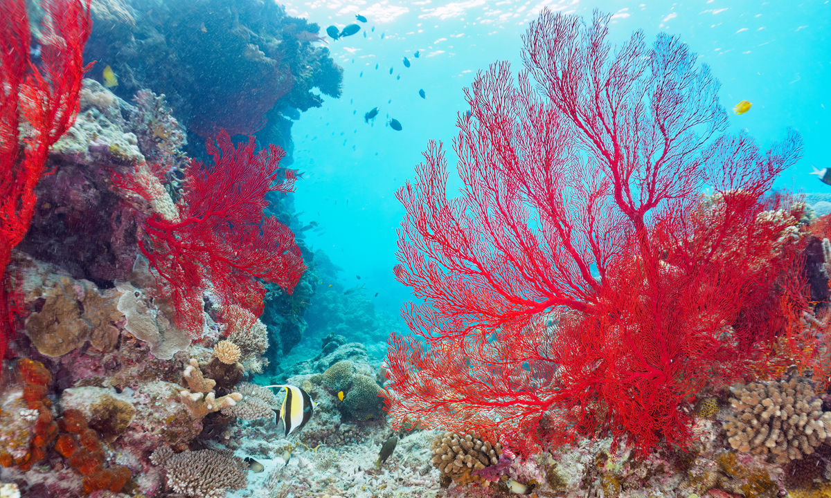A gorgonian fan with fish.