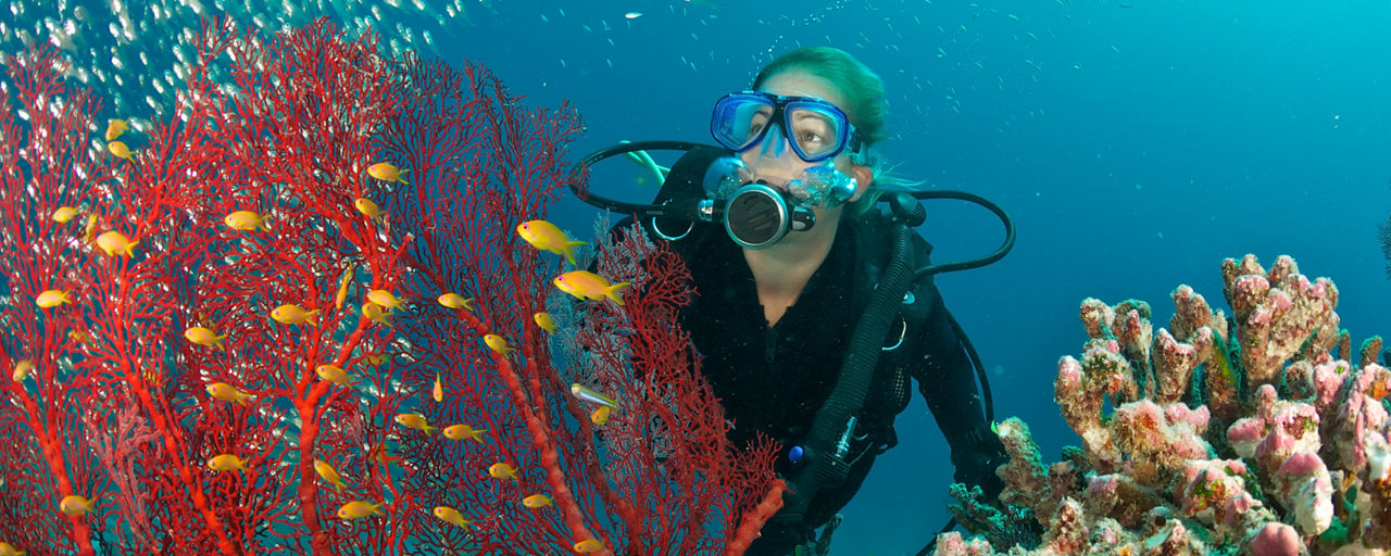 A diver watching fish in the coral.