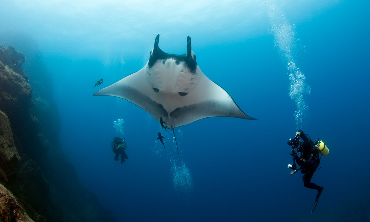 Divers watching gigantic