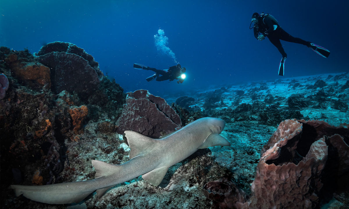 Divers watching a nurse shark.