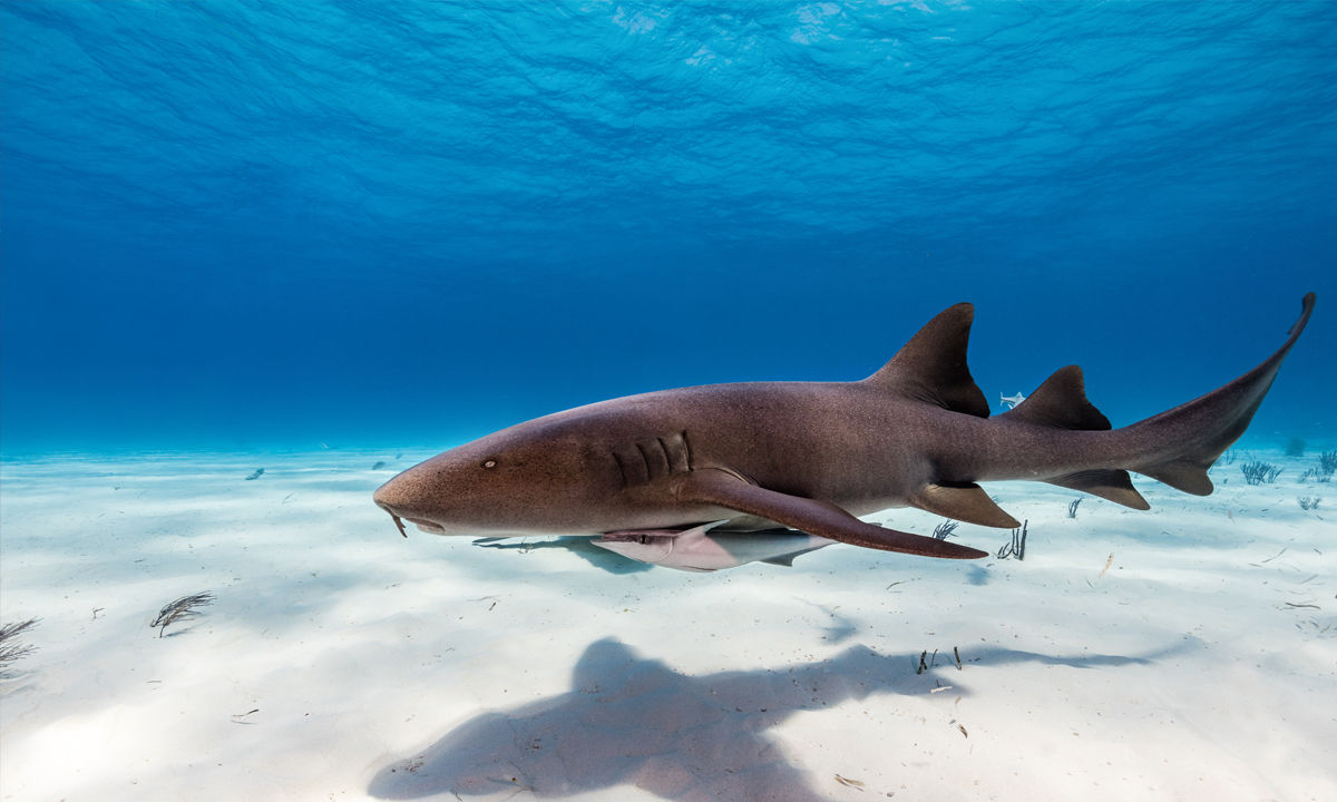 A nurse shark on sandy ocean floor.