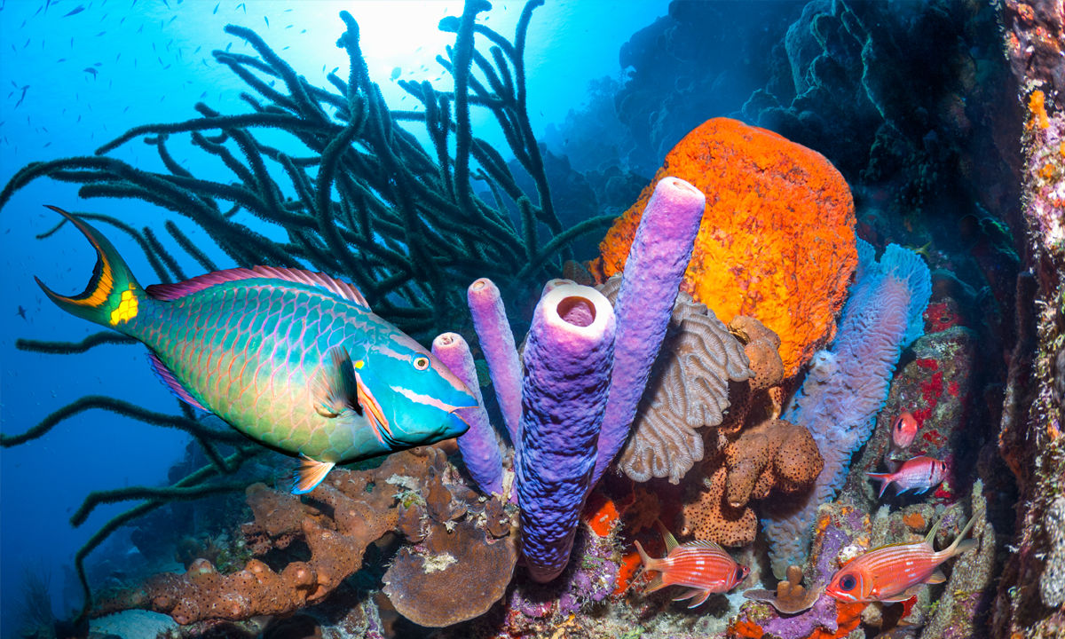 A parrotfish swims through a coral.