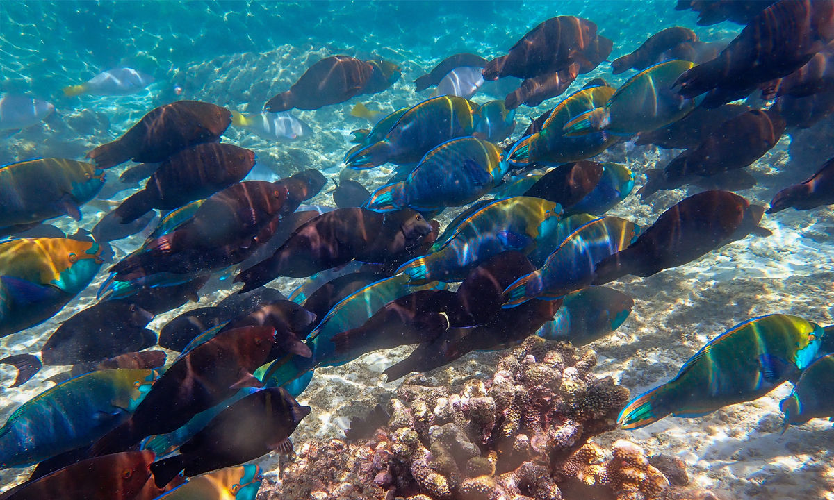 A school of parrotfish swimming