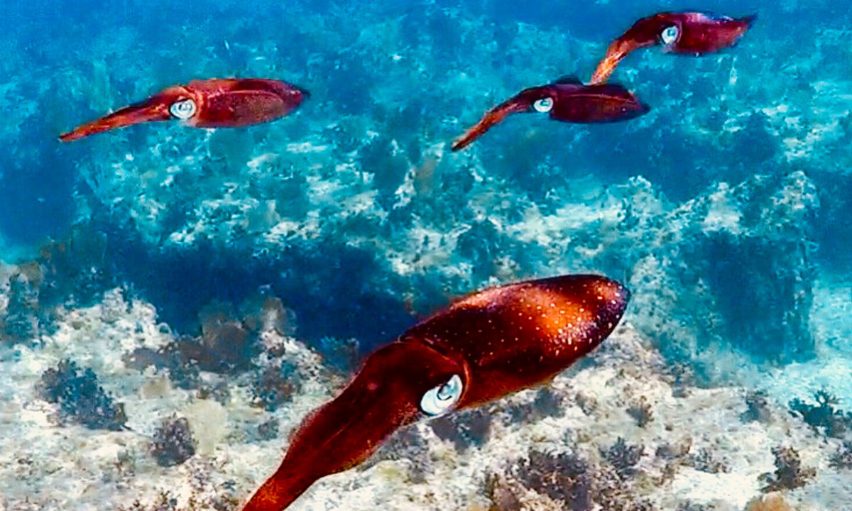 Red octopuses move through the