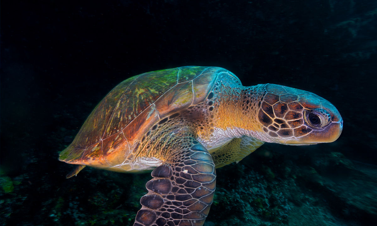 A turtle dives in the Cape Verde Islands.