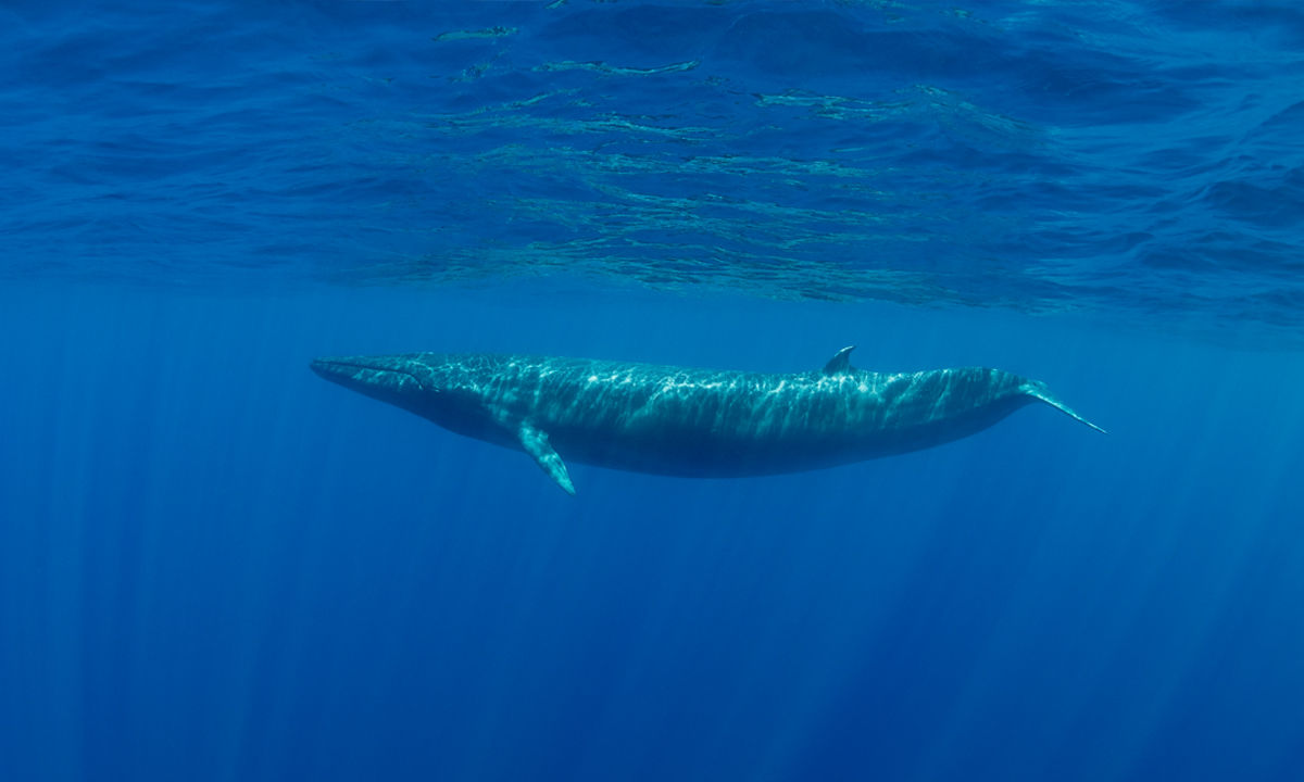 A baleen whale in Sri Lanka
