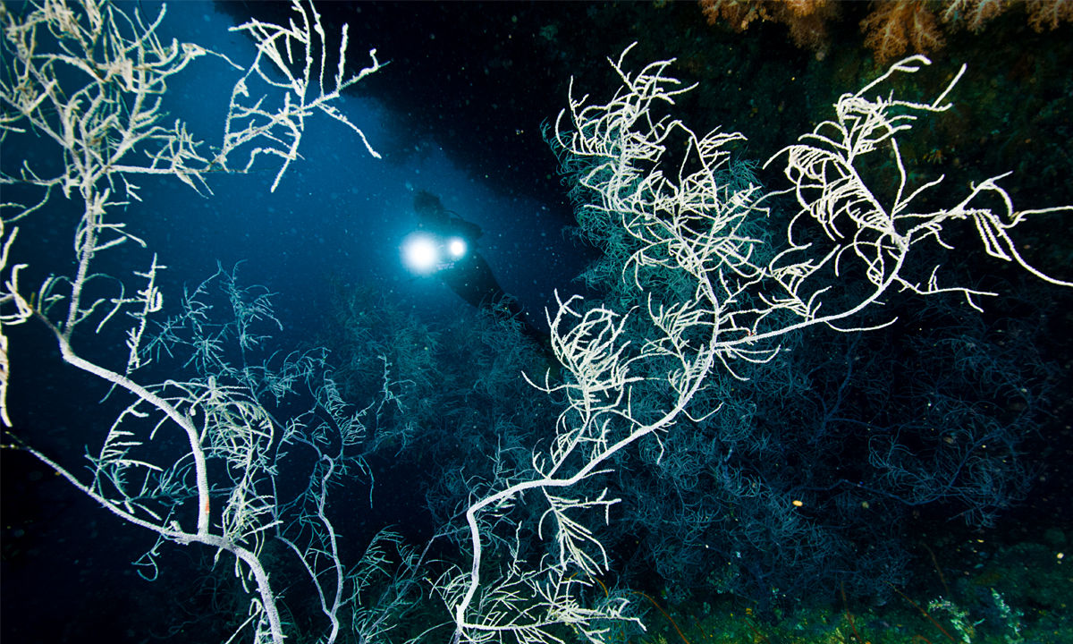 Black coral is illuminated.