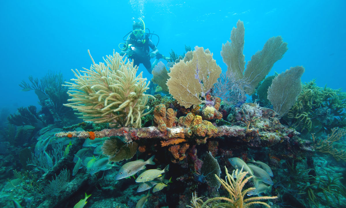 A female diver looking at coral in Sri Lanka