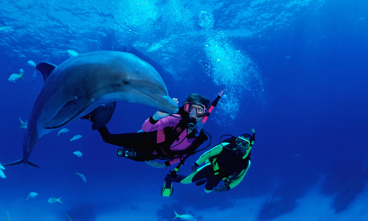 Two divers approaching a great bottlenose dolphin.