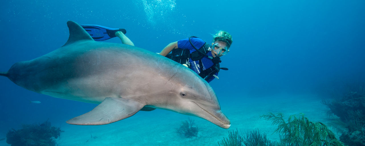 A female diver swimming underwater with a bottlenose dolphin.