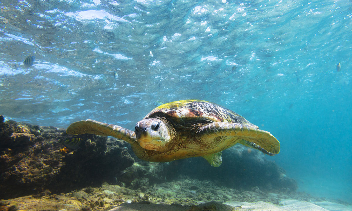 A sea turtle in Sri Lanka.