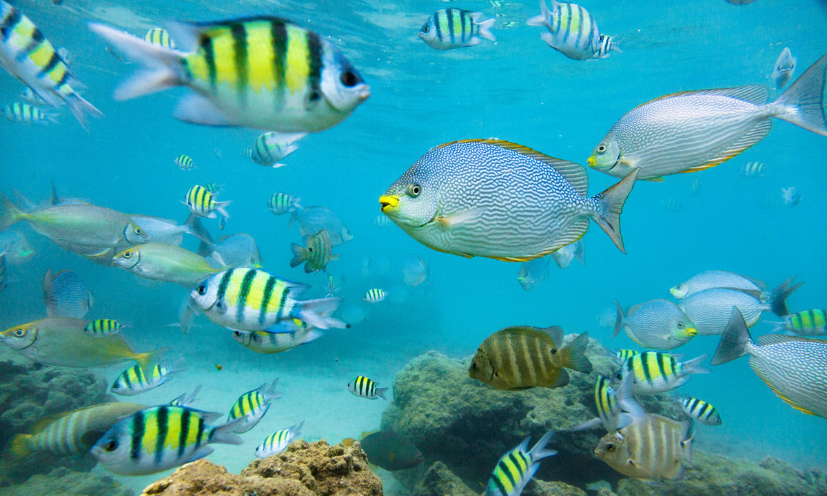 Tropical fish in Hikkaduwa.