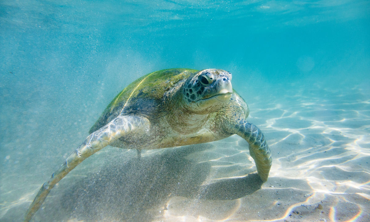 A sea turtle on the coast of Sri Lanka.
