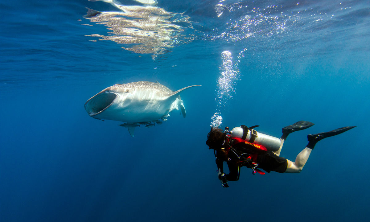 A diver watching a whale shark.