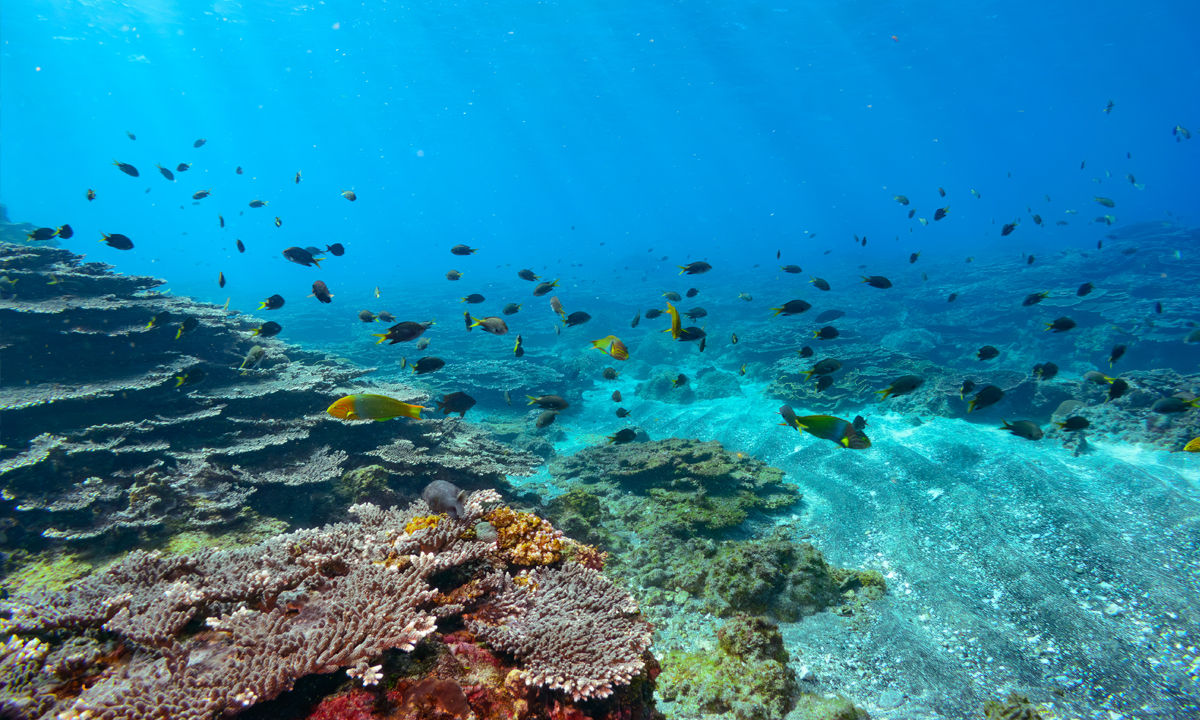 Several wrasse swimming in a swarm.