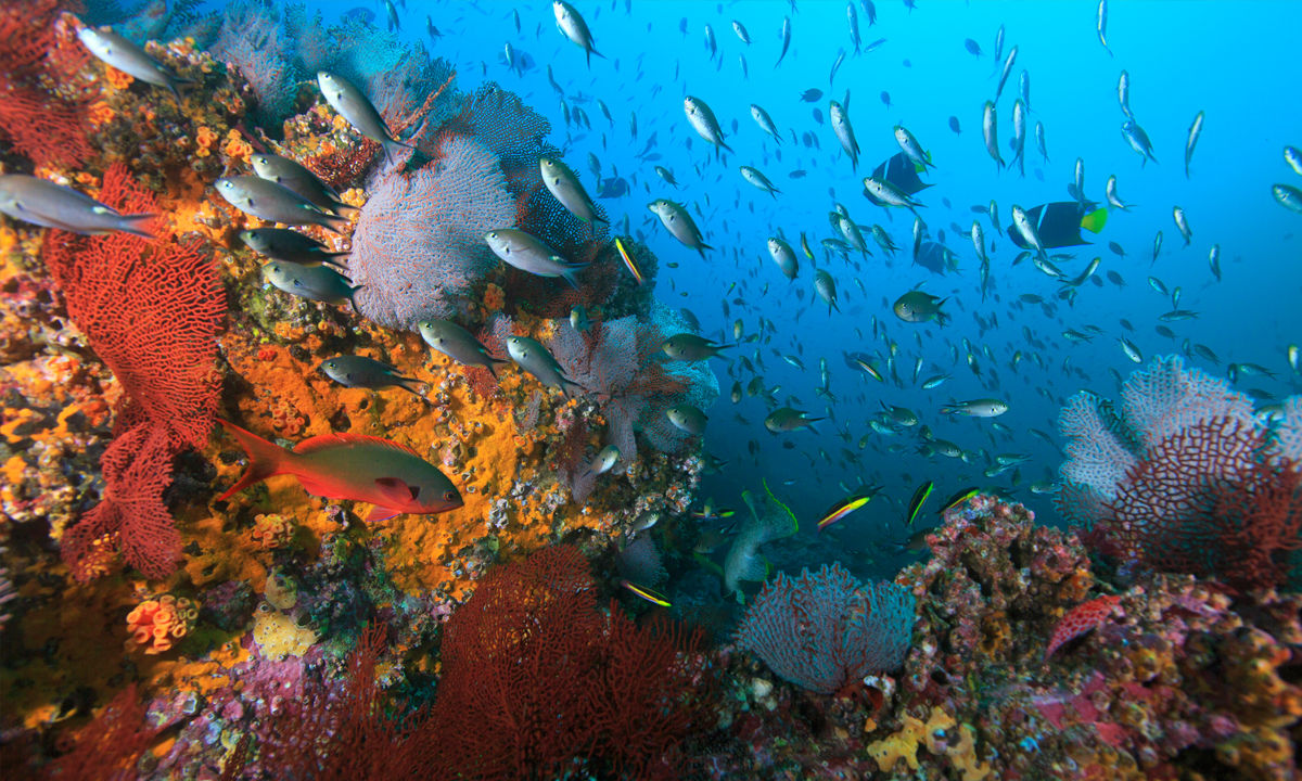 Das Karibische Riff in Malpelo.