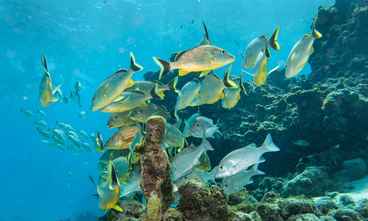 Mehrere Fischschwärme in den Korallen von Kolumbien,