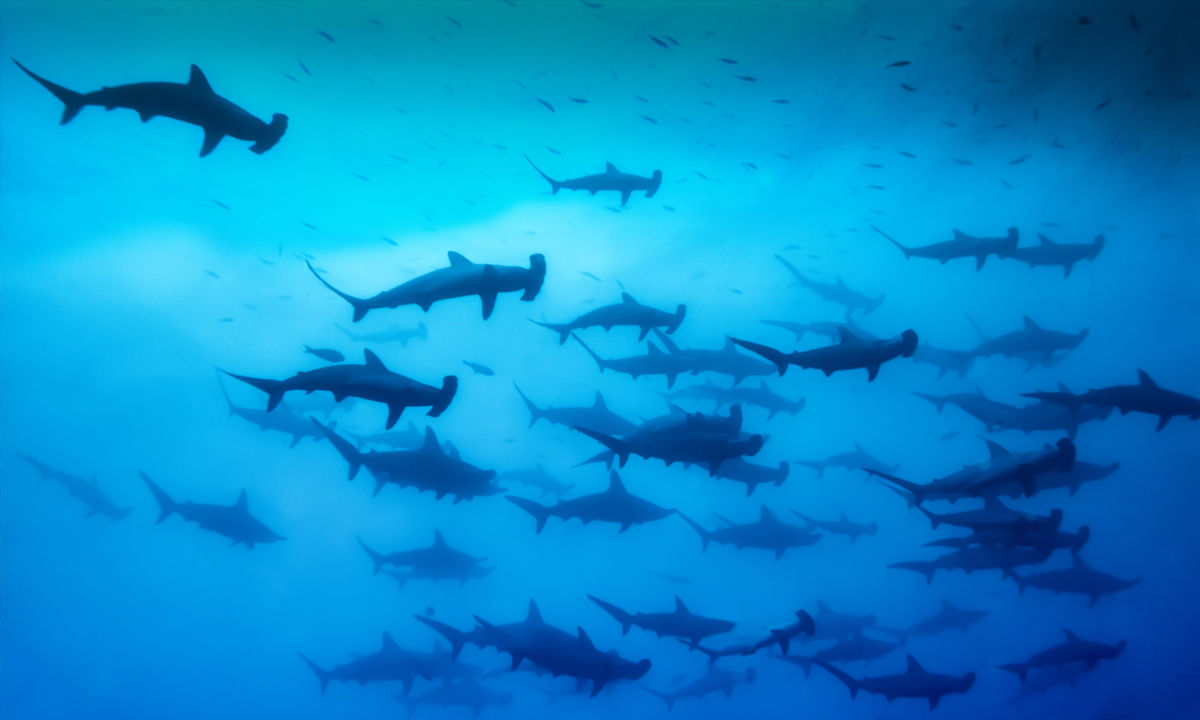 Eine Schule von Hammerhaien auf Malpelo.