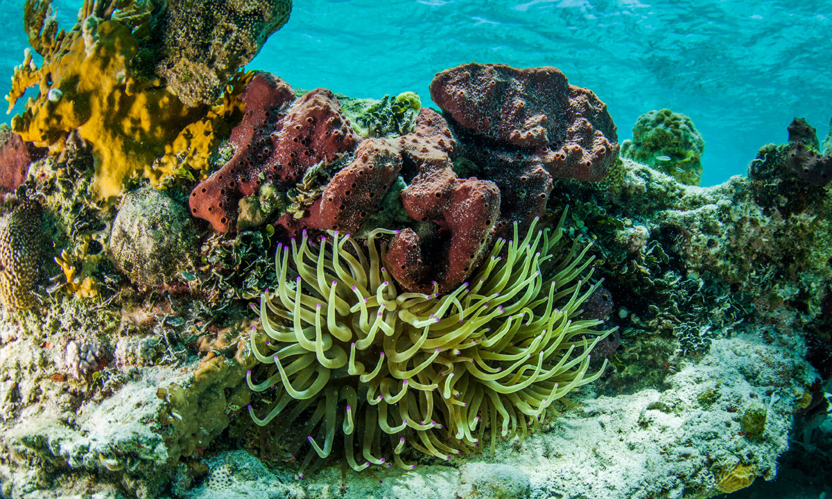 Karibische Korallen und Seeanemonen im Wasser.
