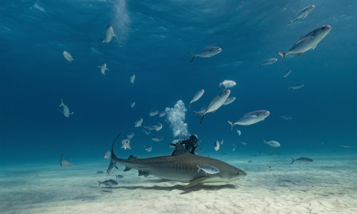 Mehrere Fischschwärme in den Korallen von Kolumbien,​