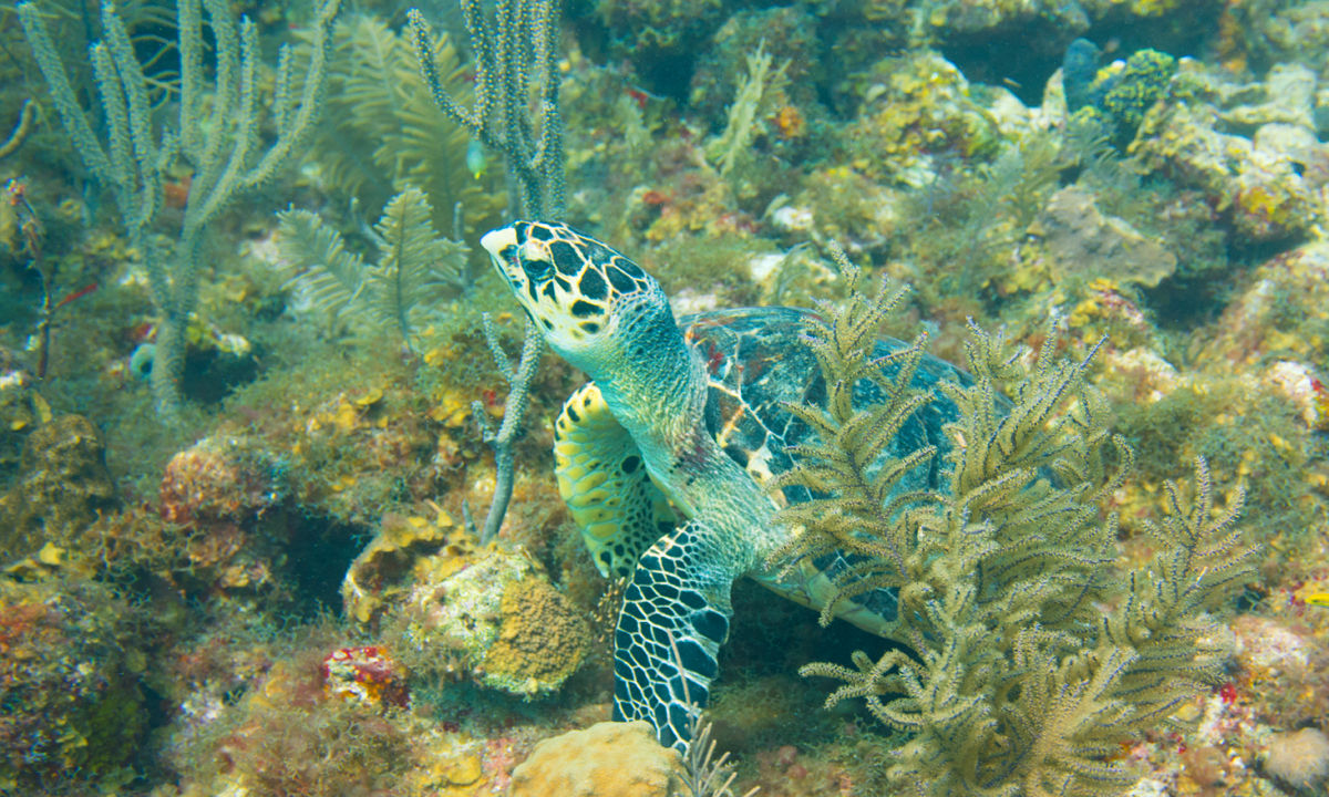 Eine grüne Schildkröte ruht in den Riffen der Insel Providencia.