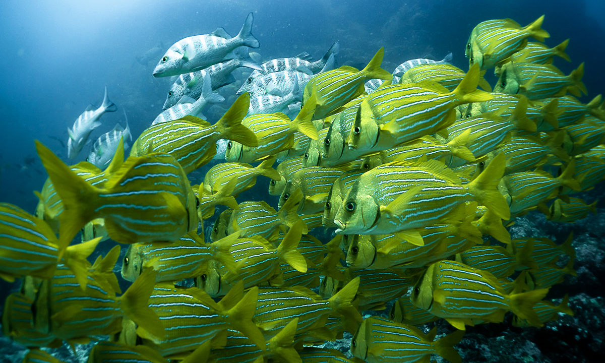 Blue-striped snapper in a shoal.