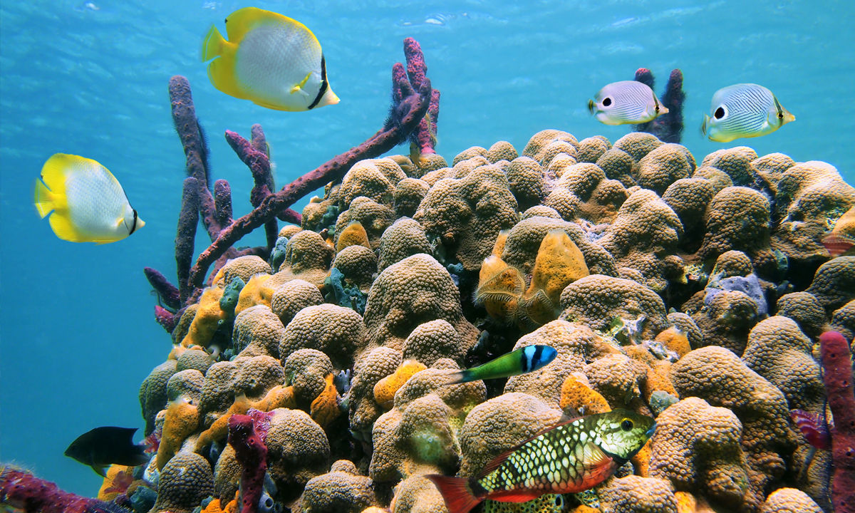 Caribbean fish in the coral in Costa Rica.